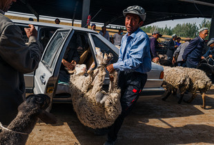 selling sheep