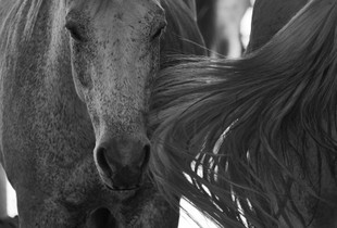 Dude Ranch Horses