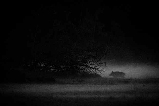 Mist Piggy