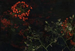Adventures in a Suburban Garden © Nicola Jayne Maskrey