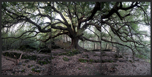 Quercus Ilex. about 500 yrs.