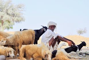 Goatherd with flock