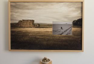 24 x 36  Digital print of Heart Mountain, Wyoming by Renee Billingslea ( 2019)  with inserted  photograph of War Relocation  propaganda photograph of incarcerated Japanese- American man examining harvest soil ( circa 1942)