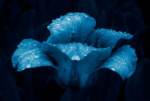 Cyano Tulip