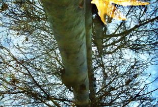 leaf 1