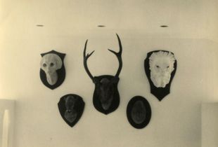 Animals of my own #1