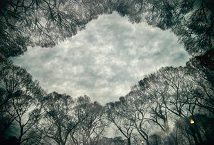 Bare trees, gray skies