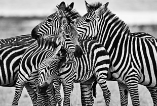 Marty the Zebra