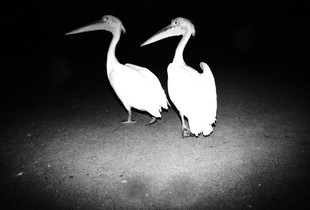 TWO BIRDS