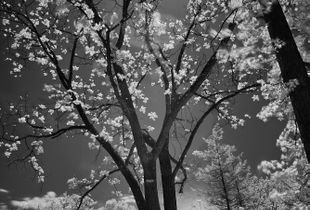 Through the trees