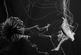 Bloom of Jellies II