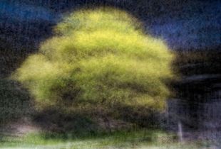 Acacia pycnantha (golden wattle)
