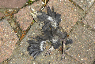 "I saw a dead bird flying through a broken sky…"