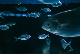 Fish tank