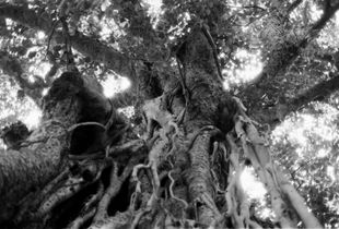 Bodhgaya Tree