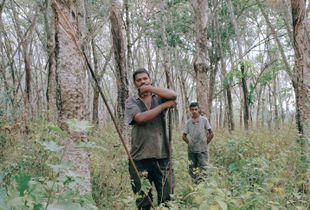 Freelance rubber tappers working in a leasehold rubber plantation