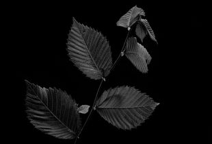 Elm Dream