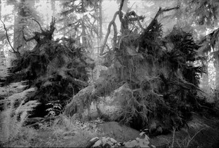 Two dead giants