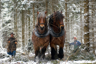 Winter powerhouses - feature for magazine Seasons