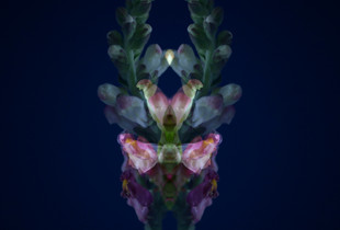 Snapdragon1