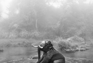 Tamed Tuskers