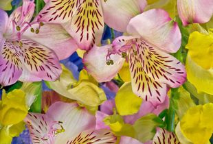 Alstroemeria Snapdragon, 2015
