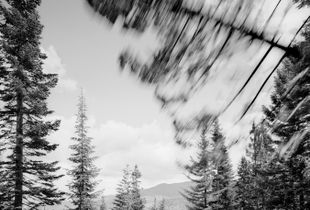 Falling Tree # 2  © David Paul Bayles