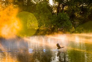 Dawn Patrol in Sepulveda Basin Wildlife Reserve