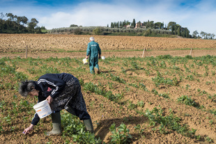 Harvest is a laborious, manual process