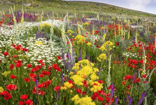 A fallow field in the Abruzzo, Italy