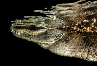 Alligator Crossing