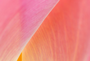 Bud Brushstrokes I.