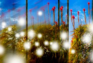 Landscape-001