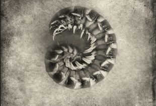 Centipede© Gary