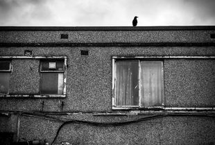 A crow on top of a Newsagents in Sheffield.