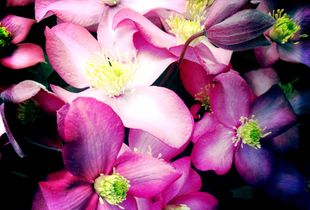 Clematis