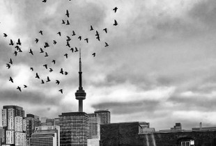 Flock