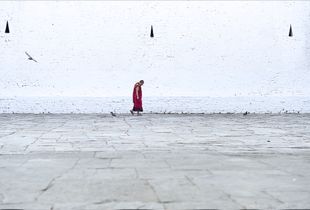 Monk and birds