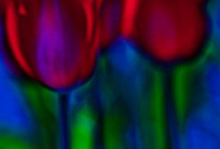 Flower color 01