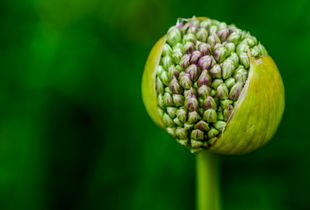 Bursting forth