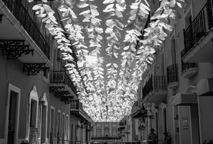 Butterfly Lane