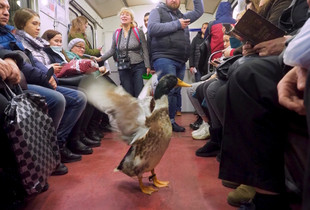 A rare bird in the underground world