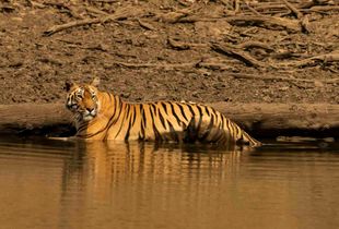 Cooling off.The temp was 42 c