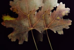 Maple shadow