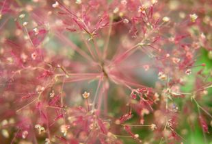 Planticum / Botanicum