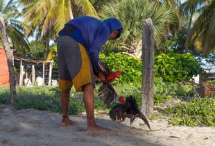 Young boy is training cock to fight