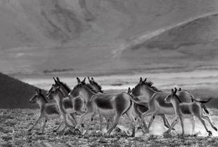 The Wild Run