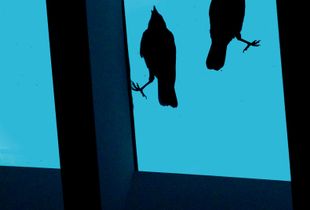 My Crows