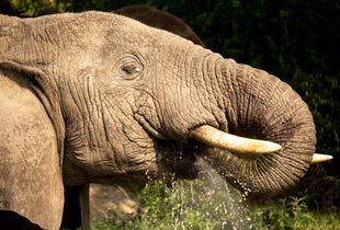 Elephant Drinking Water