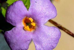 Tiny Flower